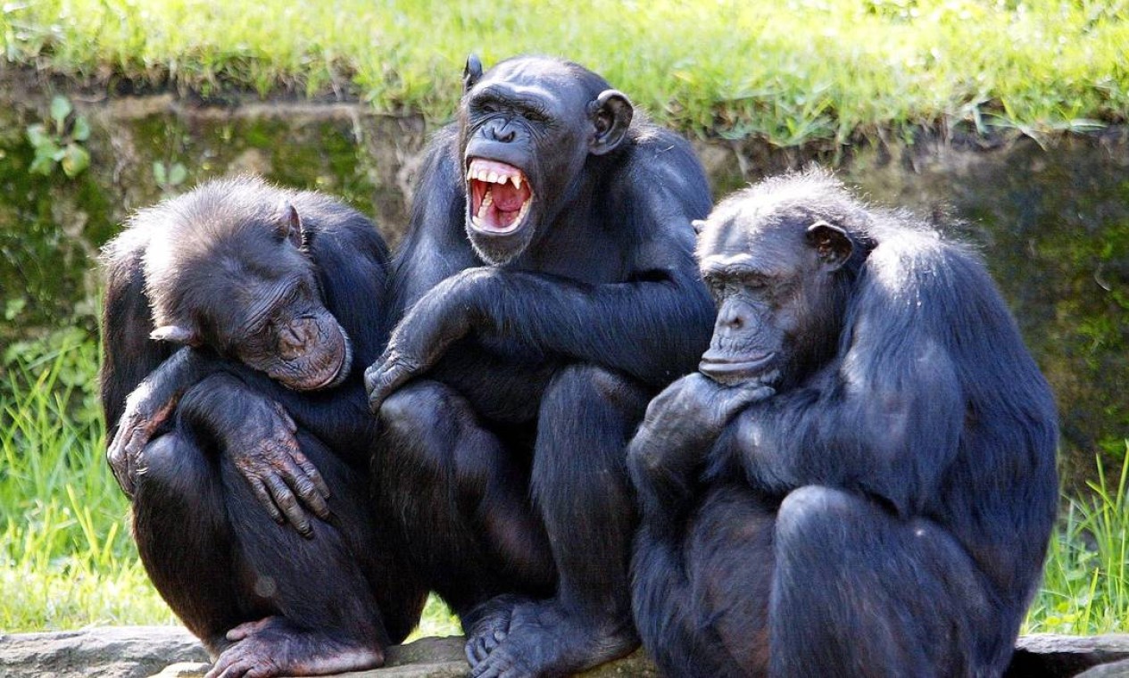 猩猩新石器时代,现在猩猩能进化成人类吗