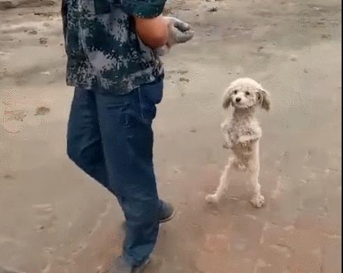 狗狗把你当爷爷的八种表现,狗狗把你当什么的六种表现