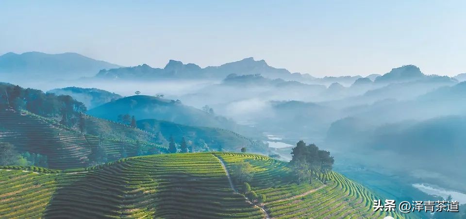 中国茶叶第一产茶大省,陕西中国茶叶第一大省