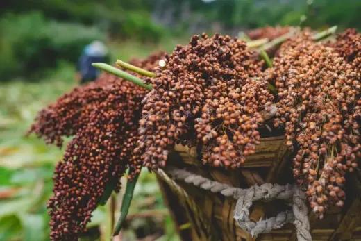 白云边酒是十大名酒吗,湖北的白云边酒最好的是哪一个
