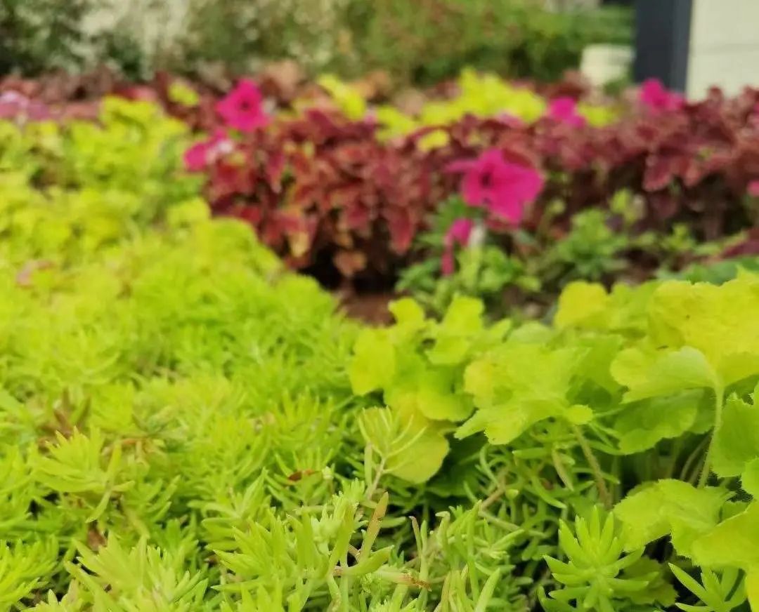 男友在网上撩妹该不该原谅,男朋友在网上和别人暧昧算出轨吗