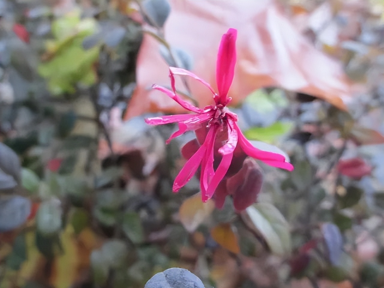 红花檵木的花图片,白花檵木花卉