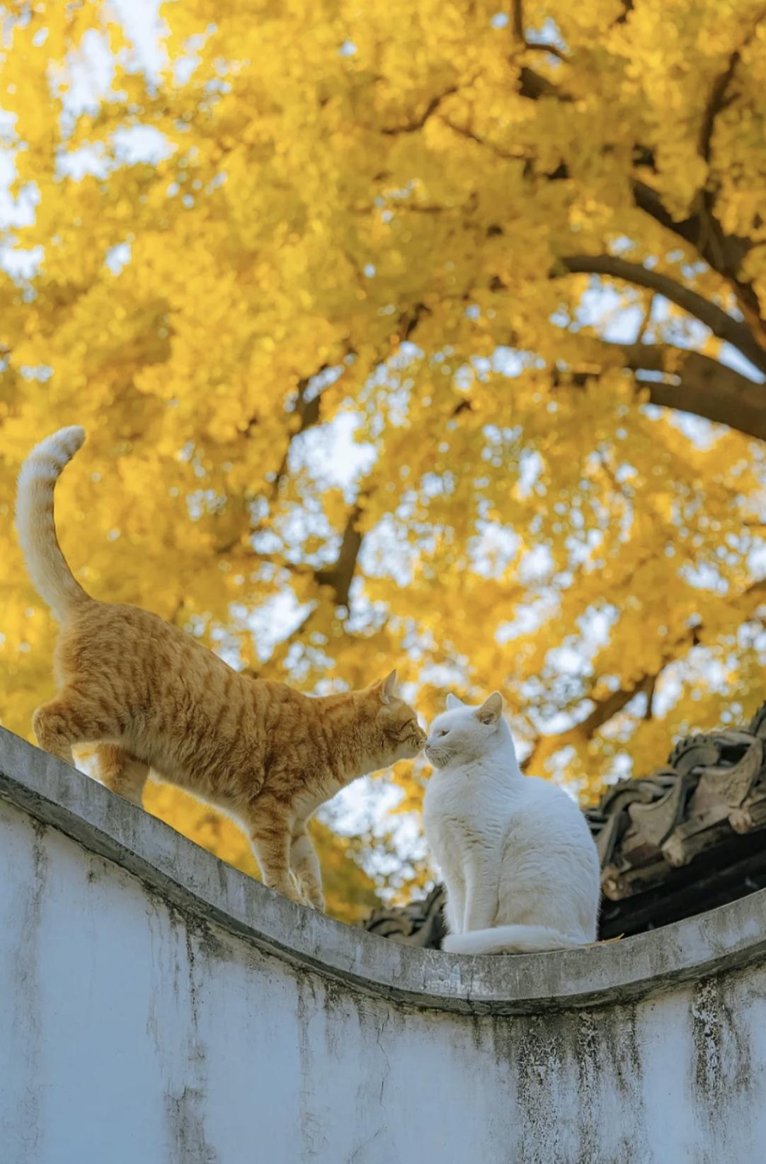 治愈系壁纸｜132张可爱小猫咪的样子