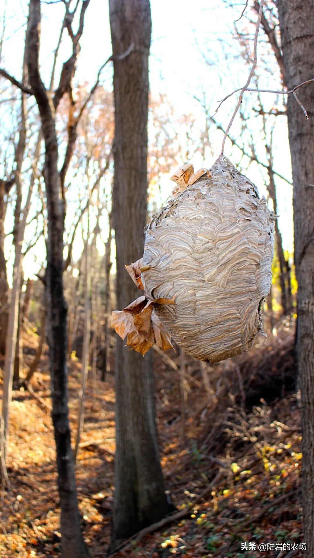 盘点市面五种常见蜂巢