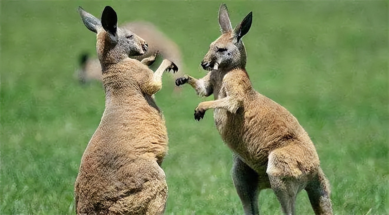 澳大利亚80年一遇的袋鼠杀人事件,澳大利亚袋鼠为什么会被扑杀