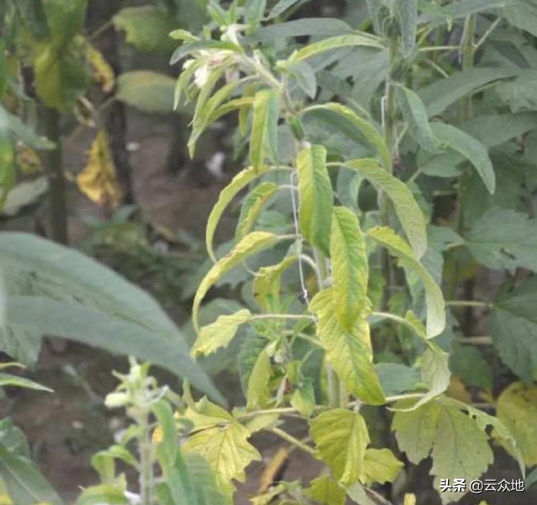 芝麻主要病虫害及防治,芝麻病虫害怎么治