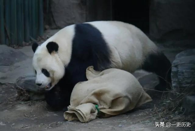 旅外大熊猫丫丫真实现状,旅居海外国宝熊猫