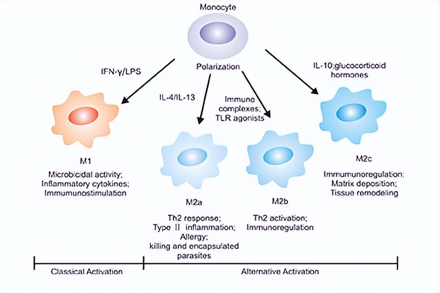 仓鼠会控制体重吗,仓鼠有免疫细胞吗