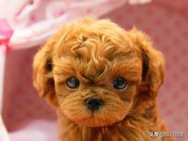 泰迪最纯的犬如何辨别真假,泰迪比熊串串幼犬1-12个月变化图