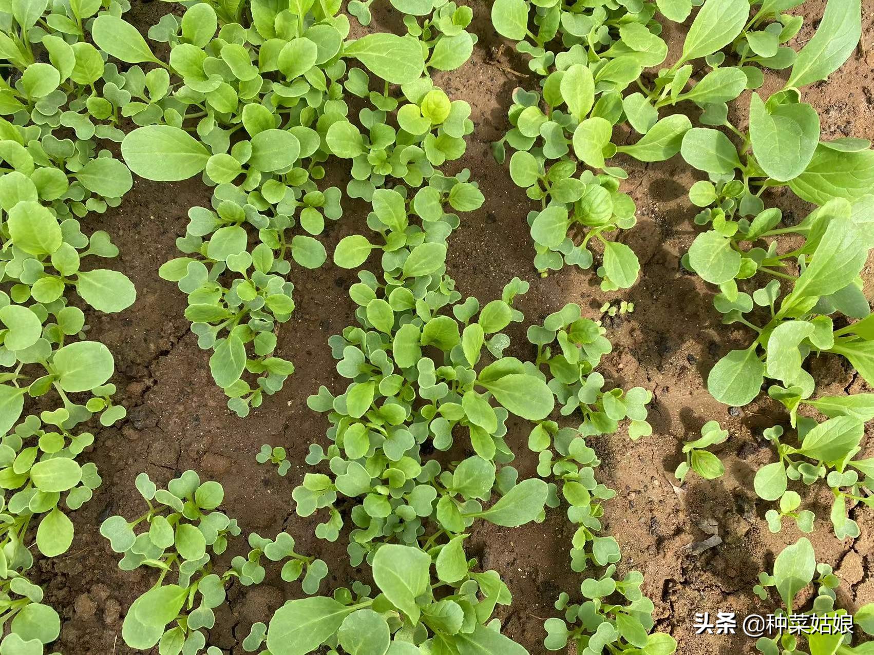 做好这几项新手种菜也能种得好,春天种菜要在芒种的时候种吗