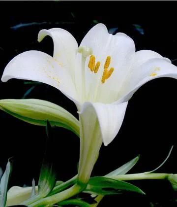 纯洁的百合花图片大全,纯洁的百合花