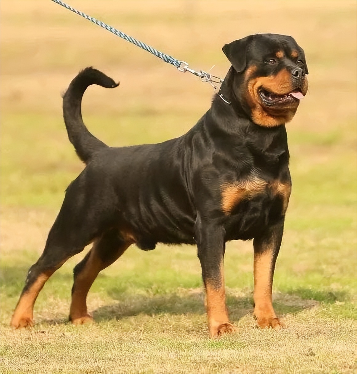 罗威纳百科全书,罗威纳犬训练教程