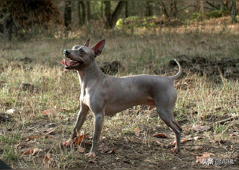 美国犬种有哪些,美国五大传奇犬种