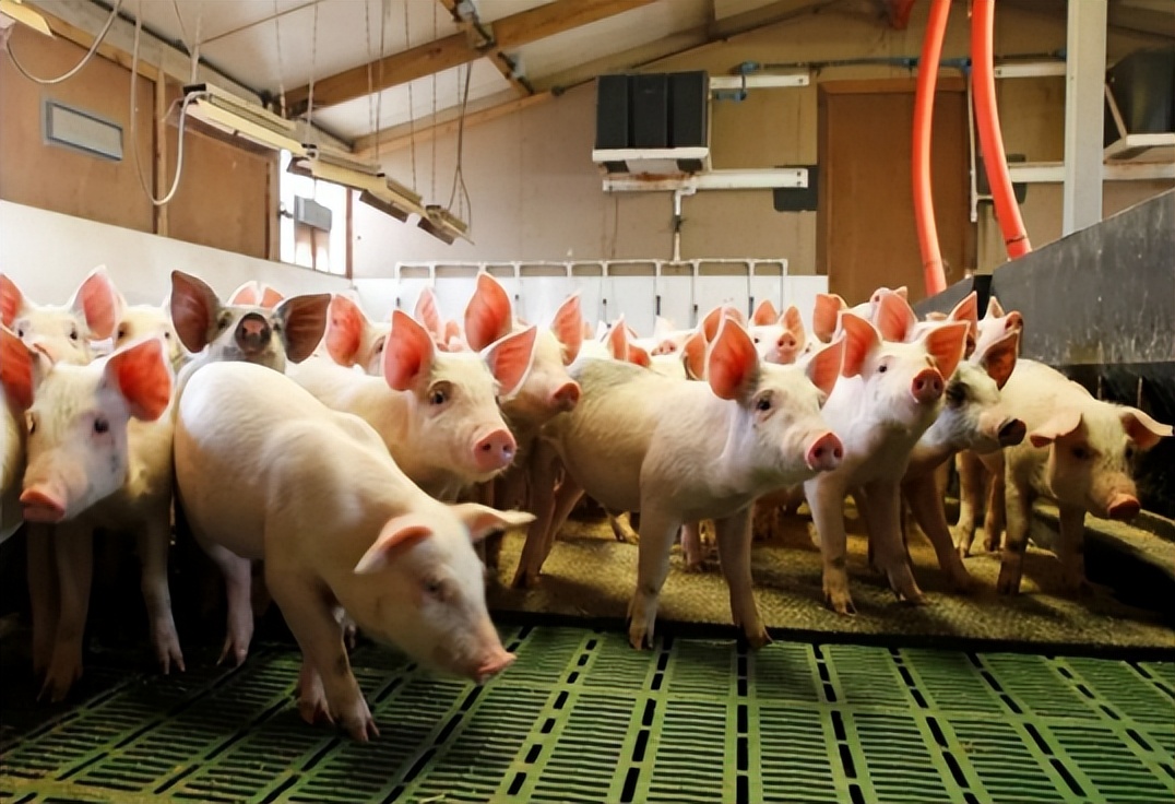 丹麦养猪为什么厉害,为什么丹麦是养猪大国之一