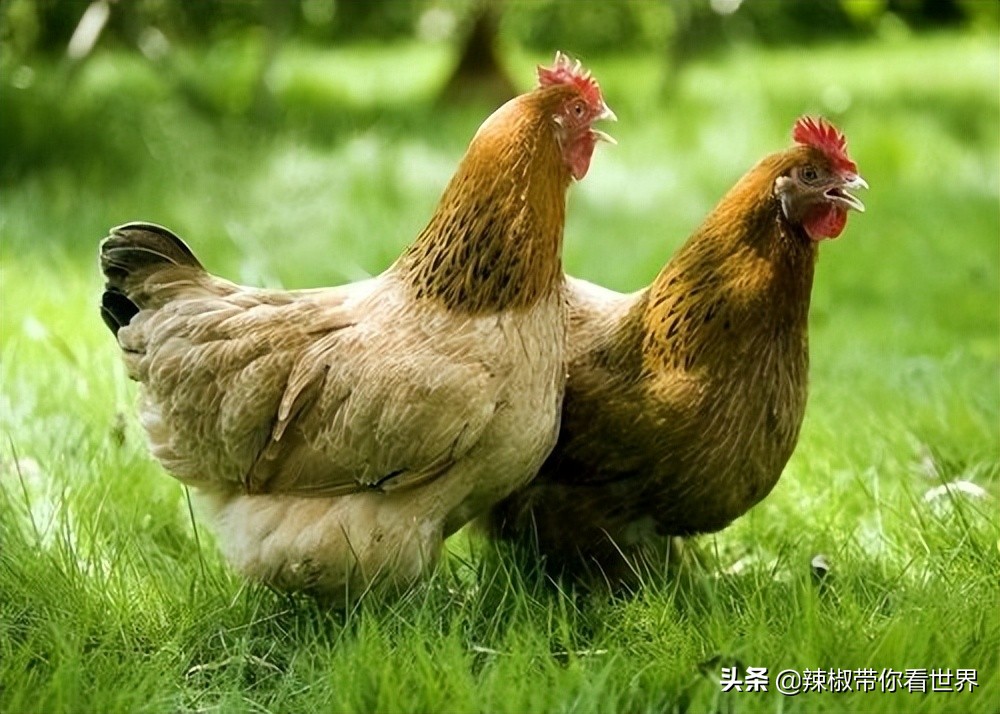 海岸线：不负文化之乡美誉的文昌被誉为“阳光东海岸上的明珠”