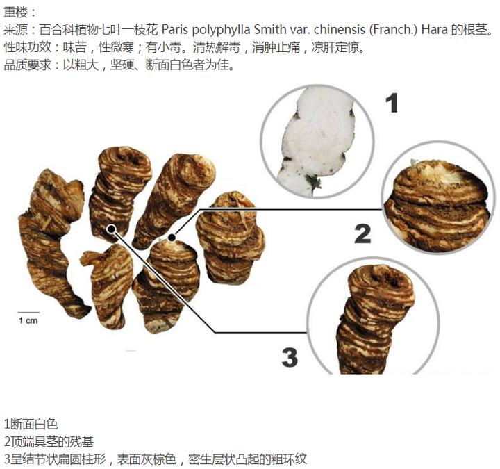 带你识别灵芝,重楼品种识别视频