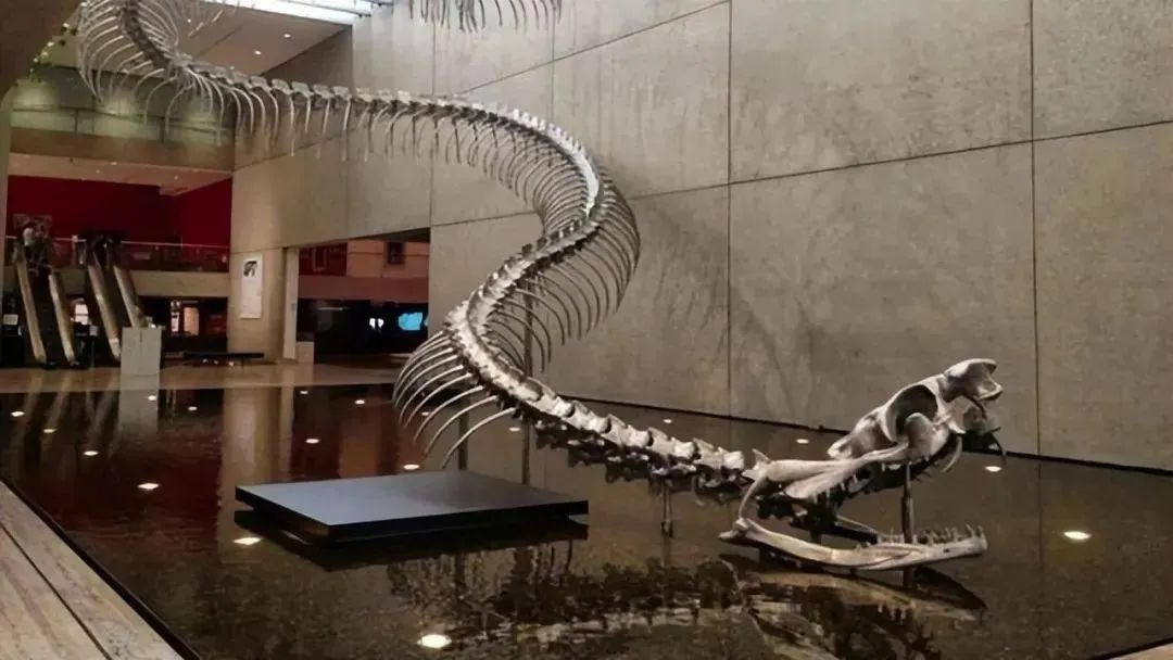 两条巨蟒潜入村庄疯狂捕食家禽,20斤大蟒蛇现身鸡笼吞鸡吓坏居民