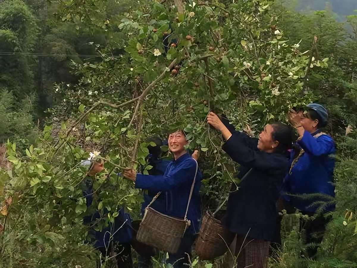 农村种植茶树的前景,种一亩茶树一年的收入多少钱