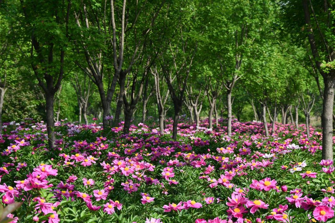 许昌人周末游玩,许昌人去哪景区免门票