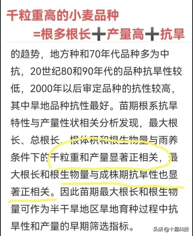 2021河南小麦品种对比图,泛麦803河南排名第一小麦品种