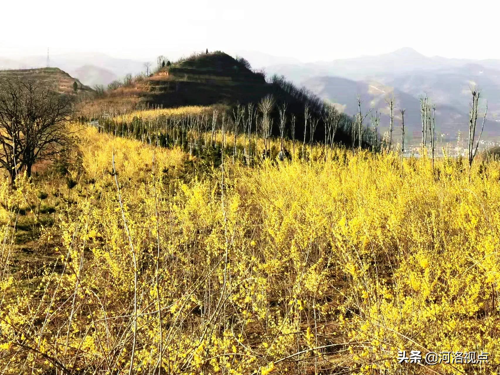 卢氏连翘最大培育基地,连翘第一县卢氏
