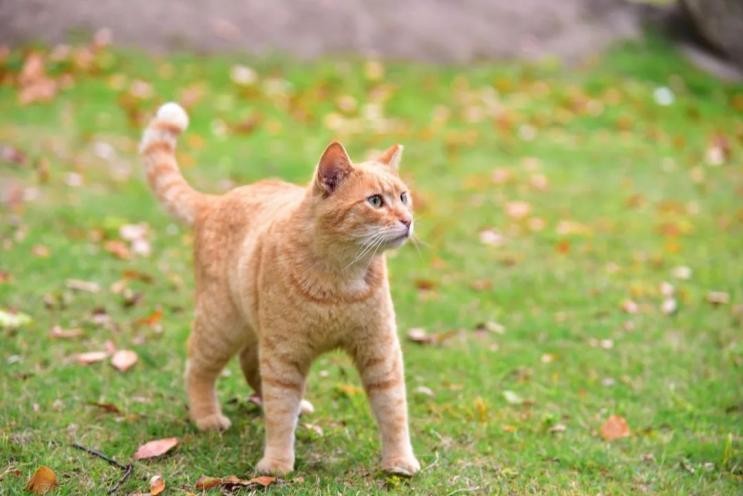 上海必打卡学府,上海最高学府排名第一