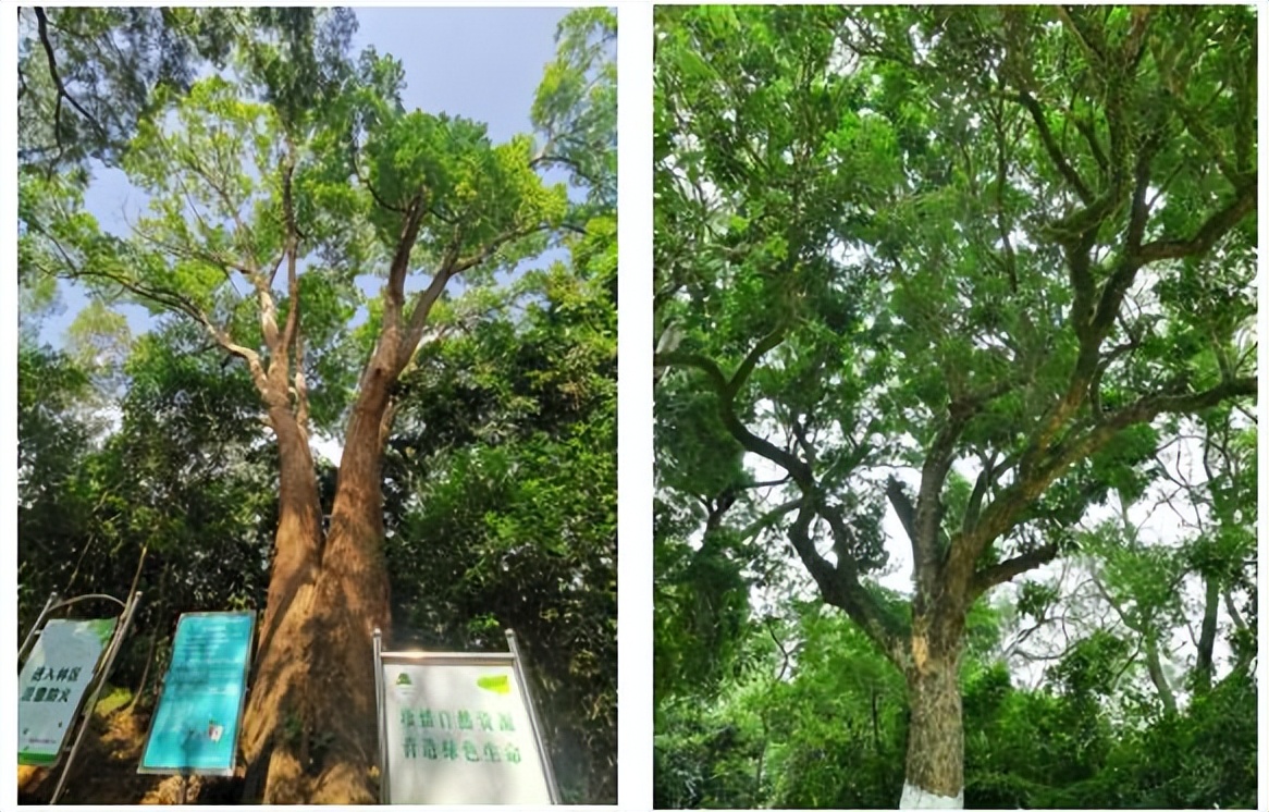 深圳坪山全域自然博物⑩|禾雀花步道:错过再等一年,“小精灵”禾雀花来啦!