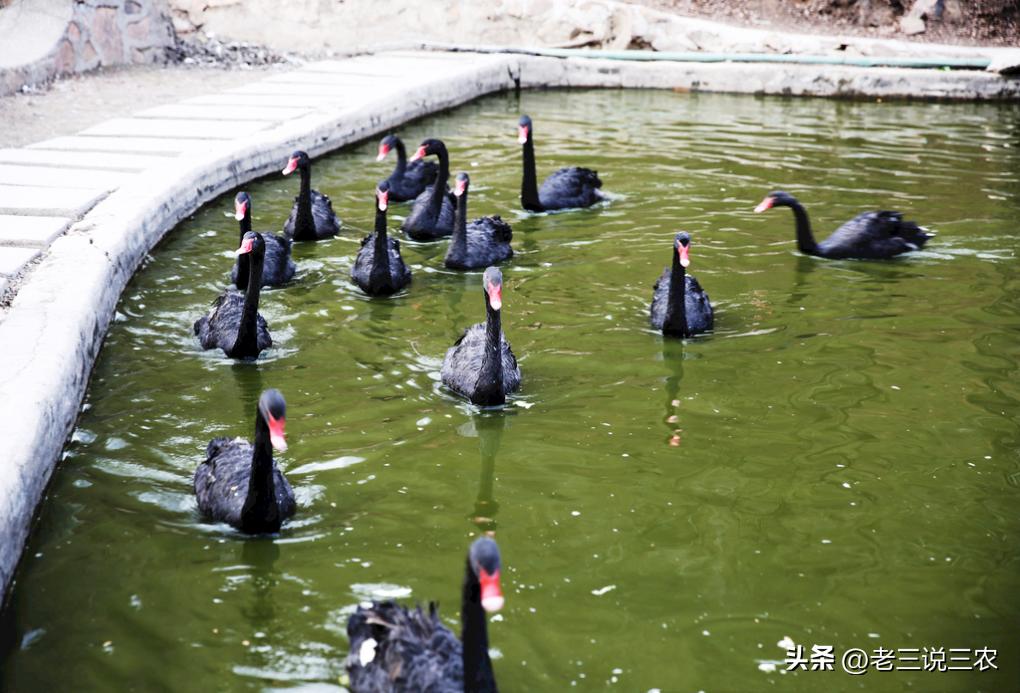 黑天鹅盆栽养法,养几只黑天鹅