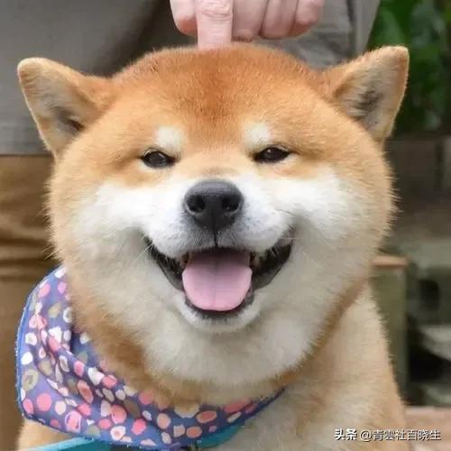 狗狗的自白，甜蜜的负担