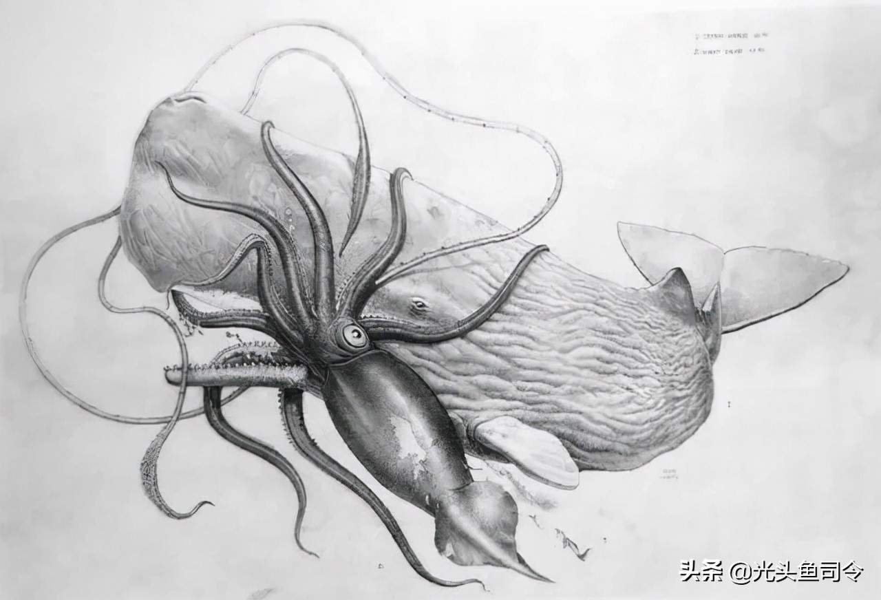 深海巨妖和北海巨妖,蓝鲸和北海巨妖谁更大