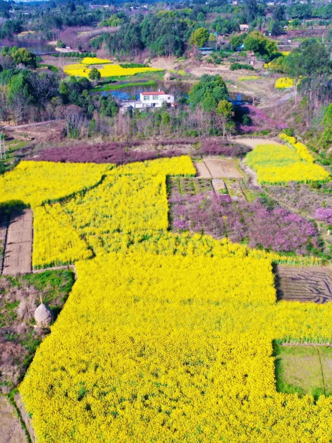 成都市区现实版桃花源记在哪里,成都公交可达的古镇
