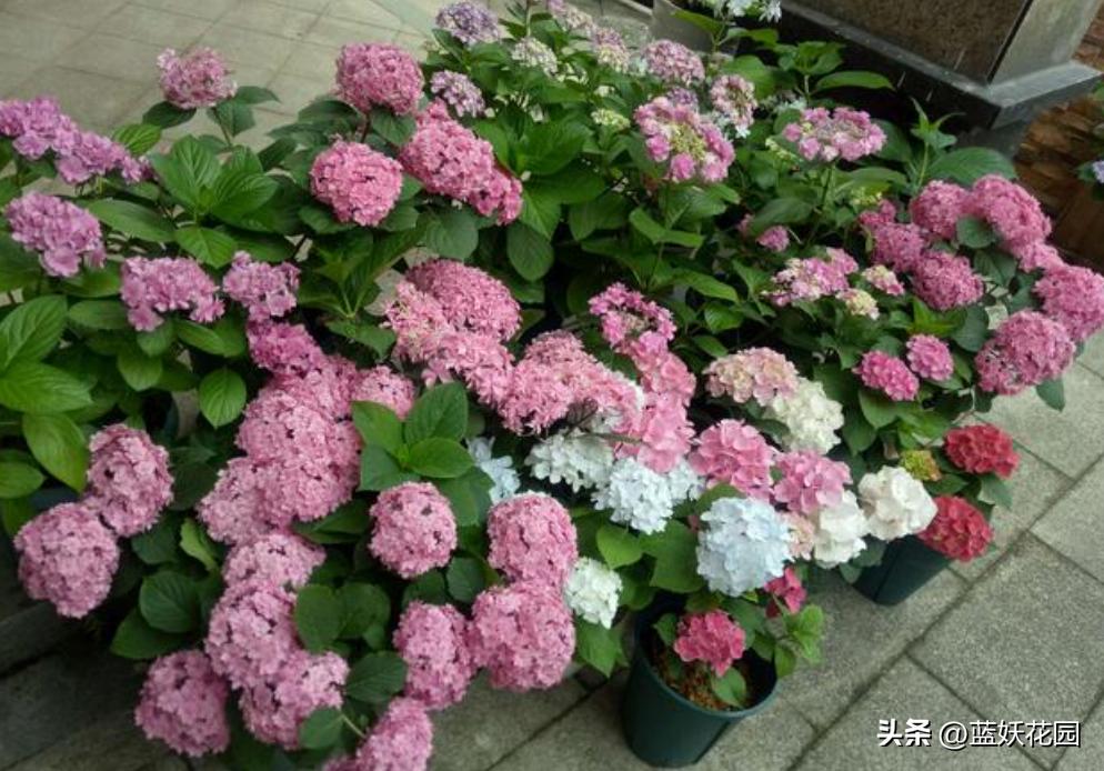 绣球花新叶发黑怎么办,绣球花期过了怎么处理