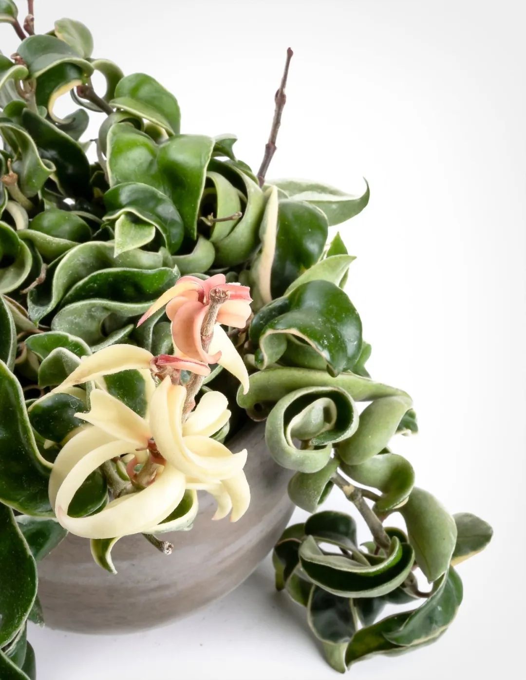 球兰养花养殖方法和注意事项,封闭阳台养花球兰