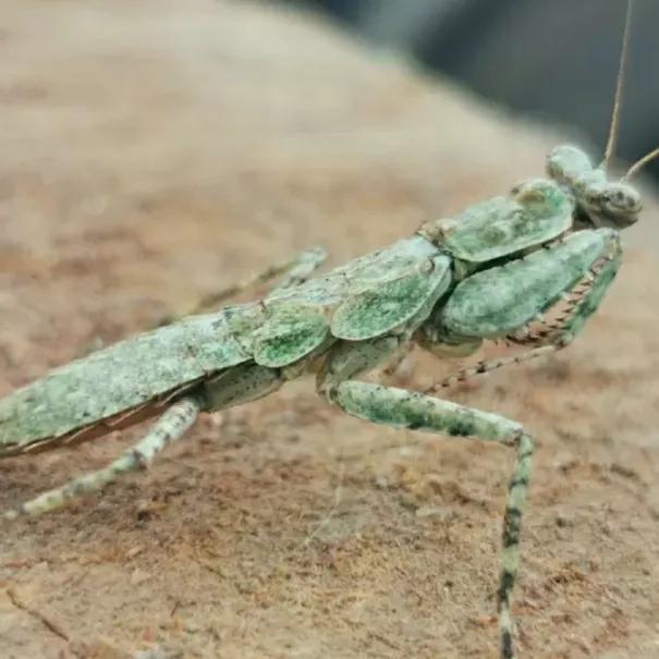 螳螂吃掉自己丈夫的头,螳螂为什么吃掉配偶螳螂吃蛇