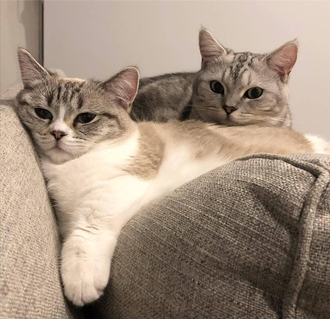 如何判断一只猫猫性格好不好,一只猫有这几种表现