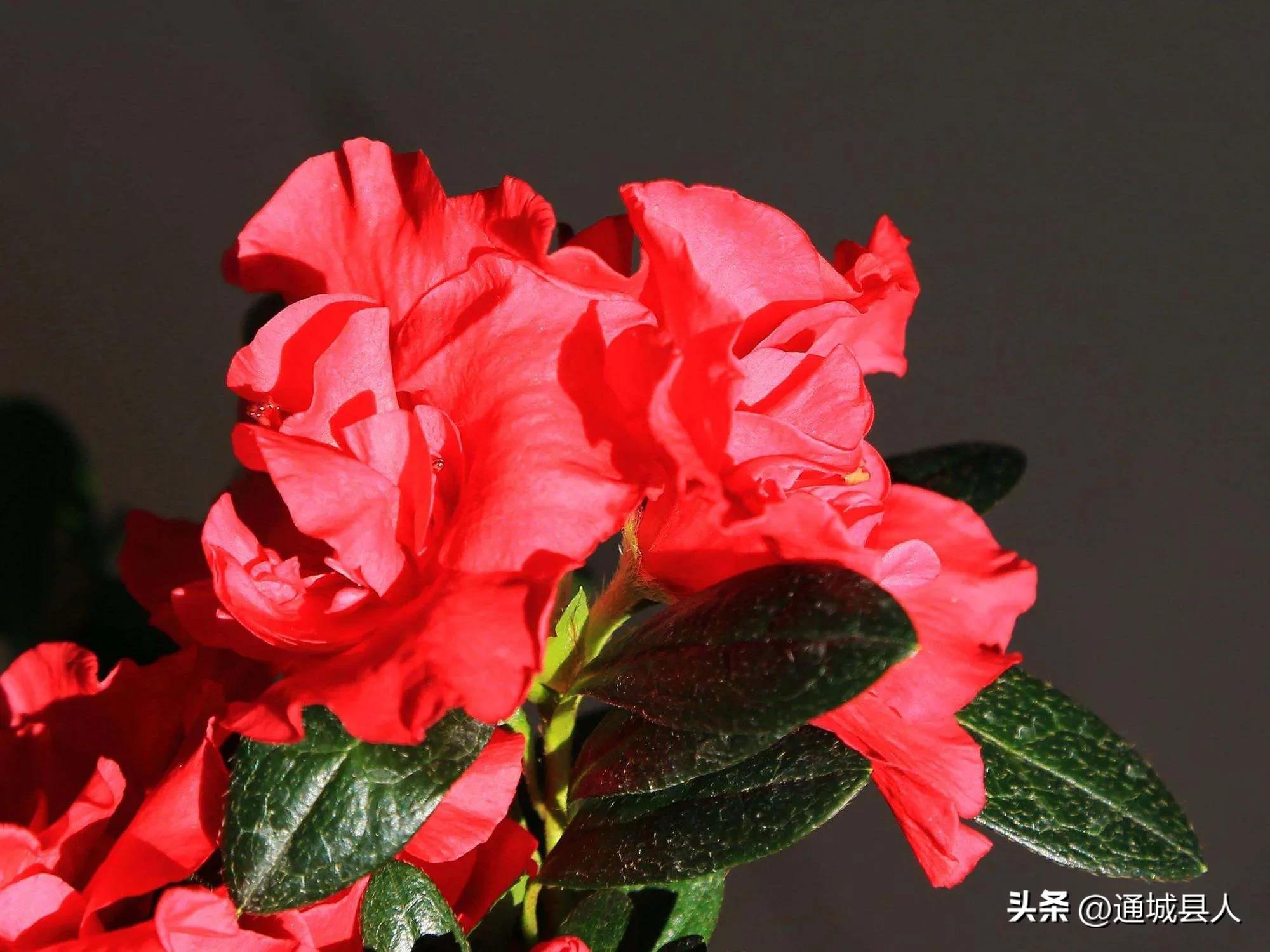 鍖楁柟灞变笂鐨勬槧灞辩孩,灞变笂婕北閬嶉噹鐨勬槧灞辩孩