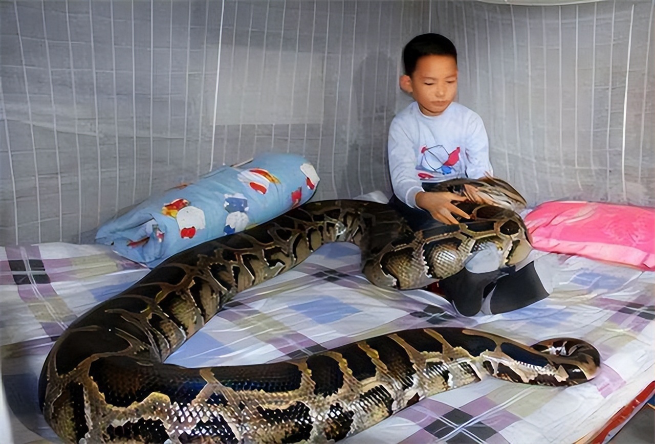 巨蟒报恩当保姆,96年海南巨蟒