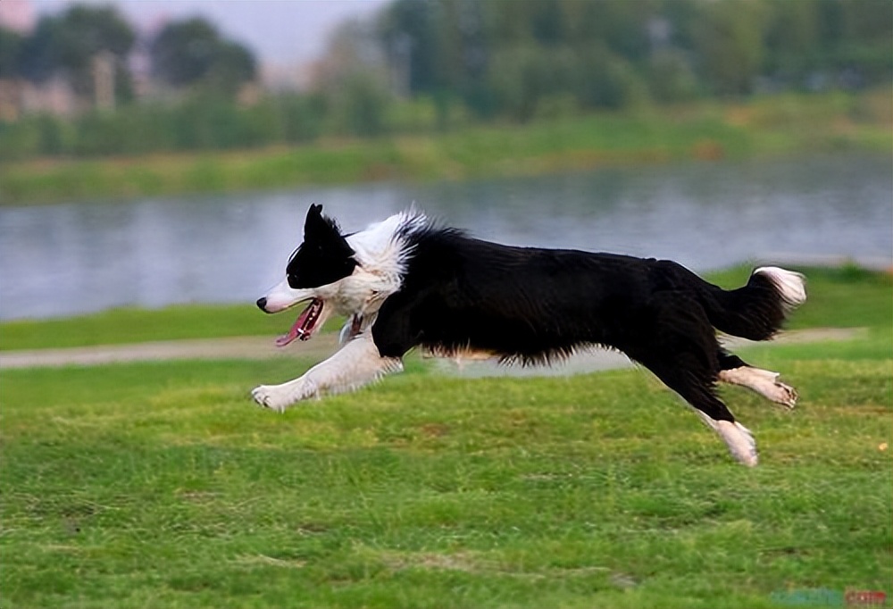 边境牧羊犬黄色多少钱,边境牧羊犬知道主人是狗吗