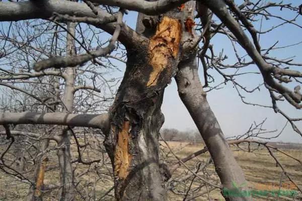 果树受伤修复,果树刀伤怎么处理