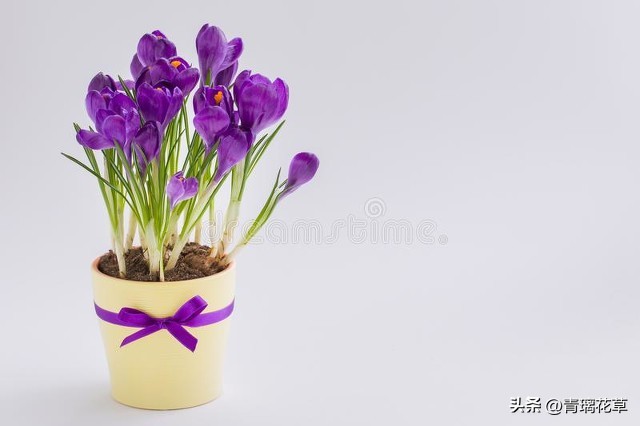 养花养成“花草杀手”，就养这些5种球根花，好看好养还有大用处