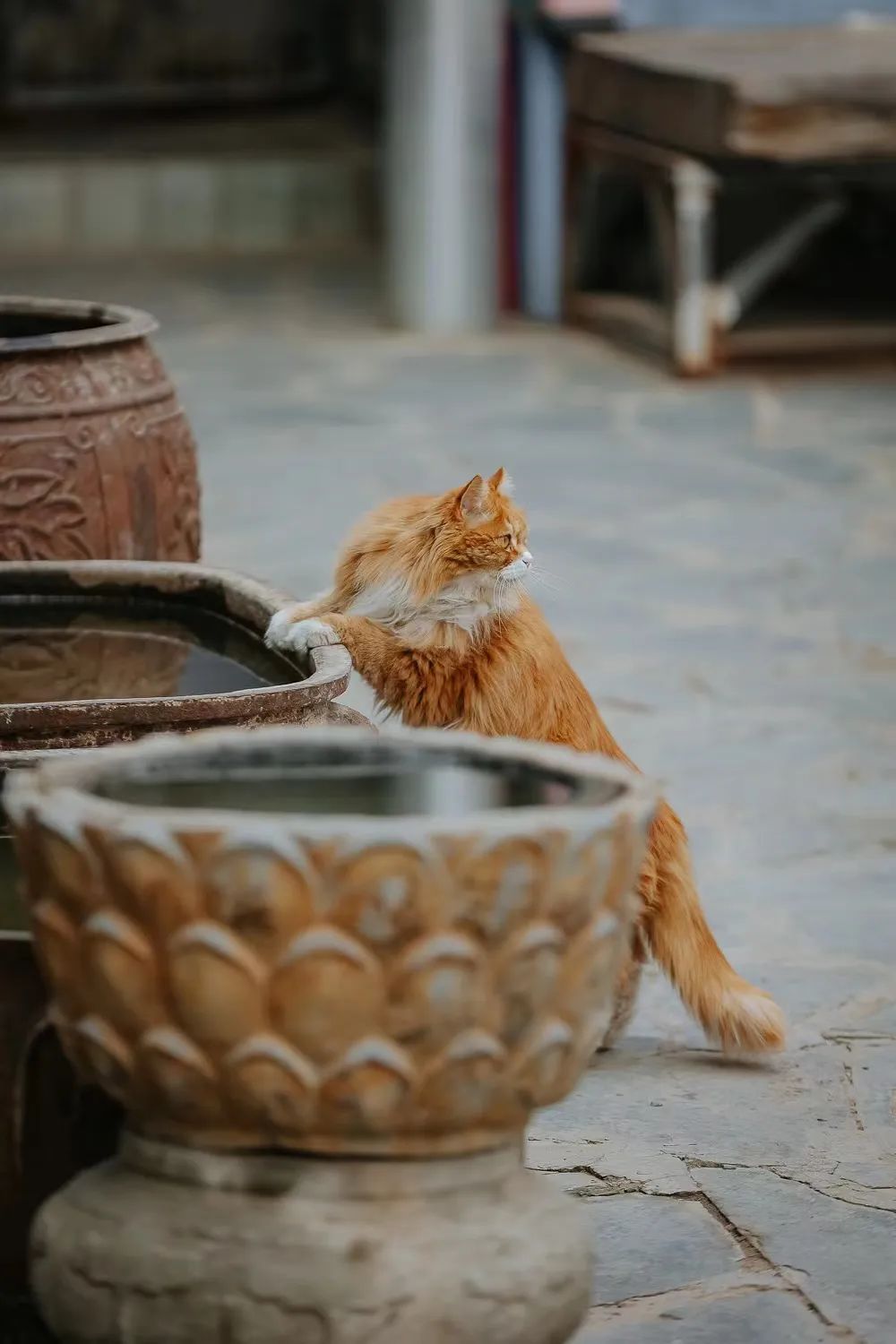 猫掉缸里怎么办,猫咪老是掉缸怎么办