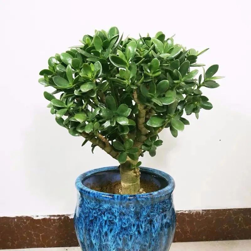 家里养的六棵风水树,4种守家树旺宅又高档