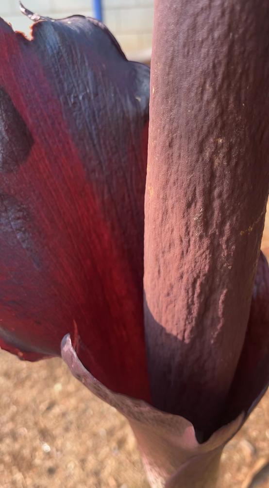 麻辣烫用料魔芋是荤菜还是素菜,魔芋爽是素菜还是荤菜