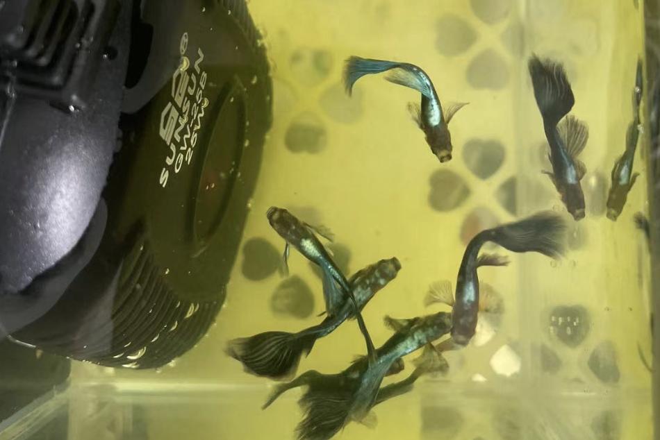 观赏鱼好养耐活孔雀鱼,孔雀鱼得白点病用亚甲基蓝