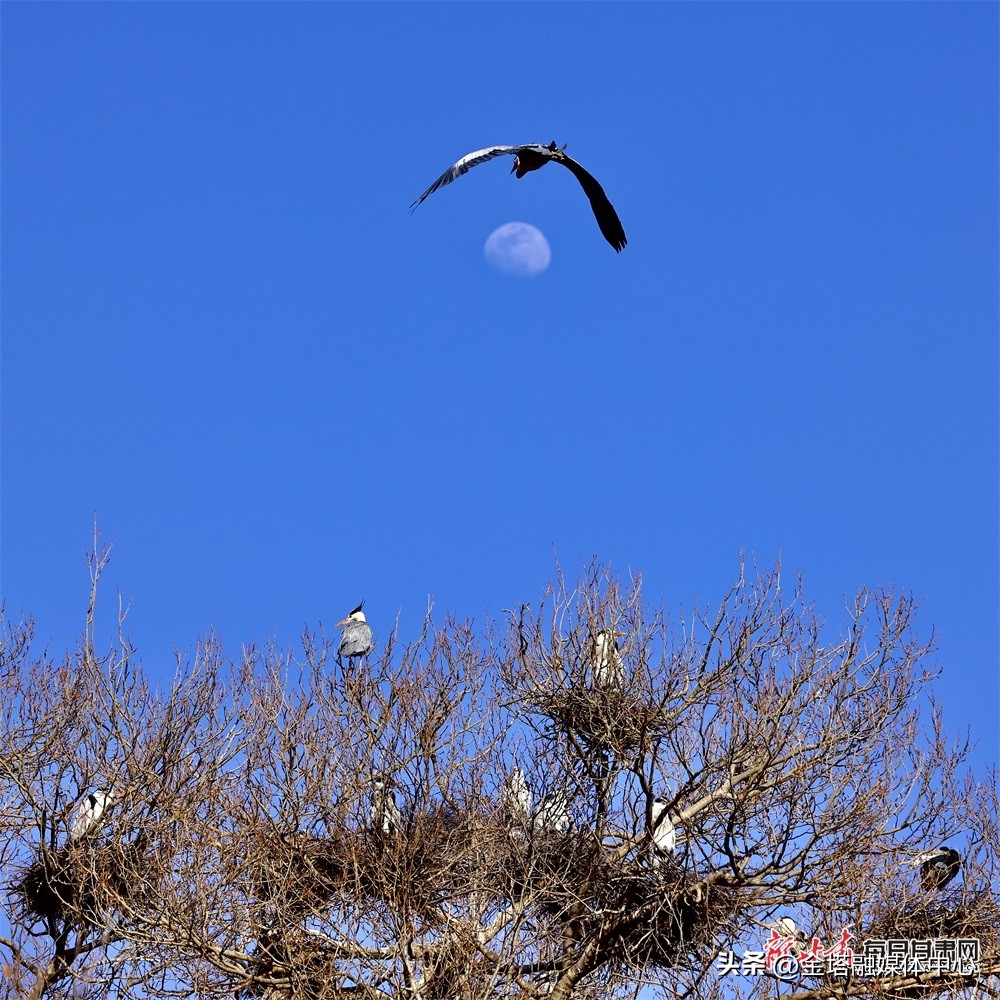 【镜观陇原】康乐晏家村：天蓝风清*光春**美苍鹭衔枝筑巢忙