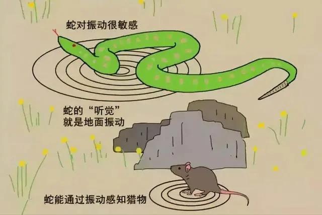 菜花蛇被称为“百蛇之王”,菜花蛇和菜花蛇王的区别