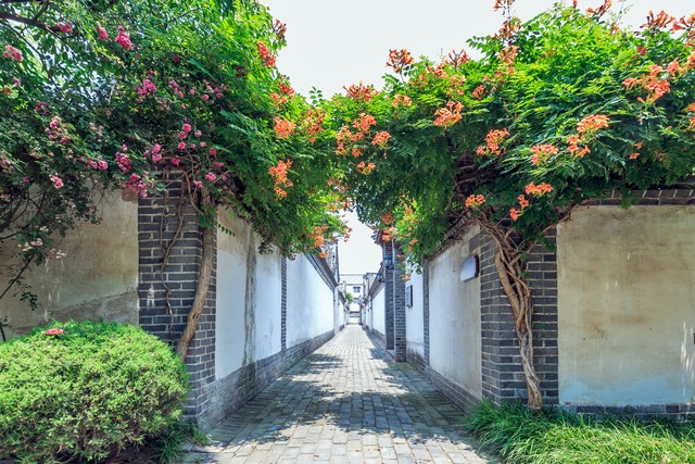 花园里的花种类,花种类大全百科全书