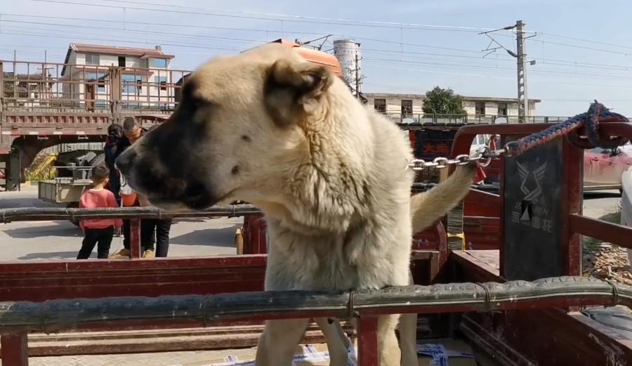 陕西小狗泰迪售卖,宝鸡大型猛犬出售