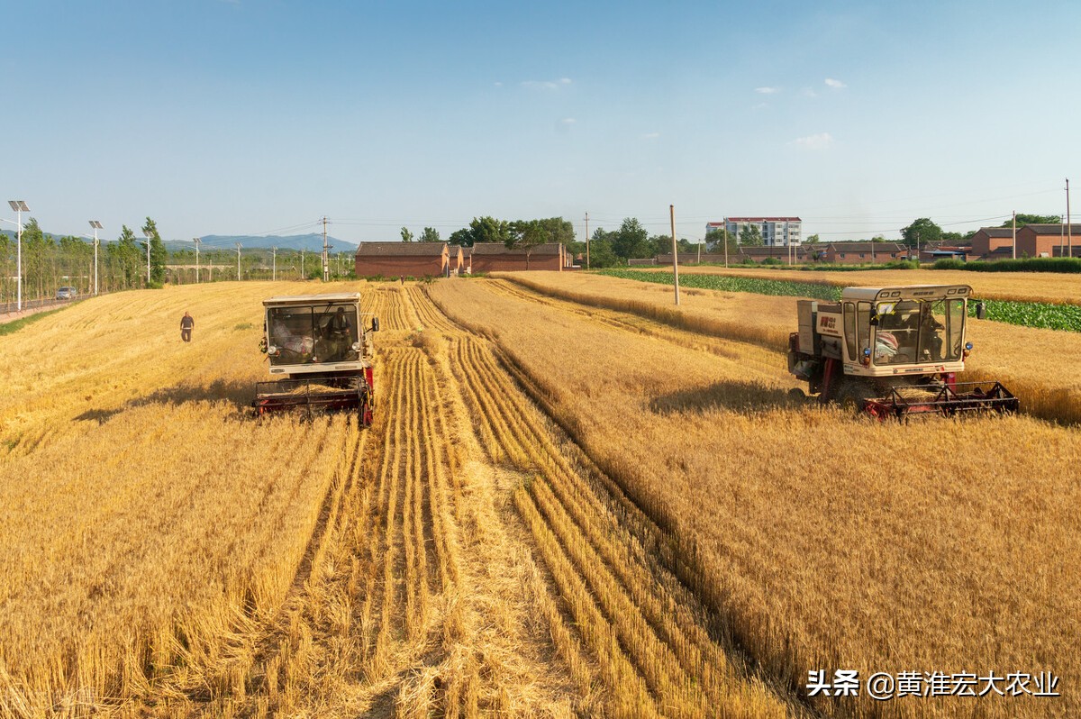 小麦期货行情最新消息,小麦期货价格走势前景如何