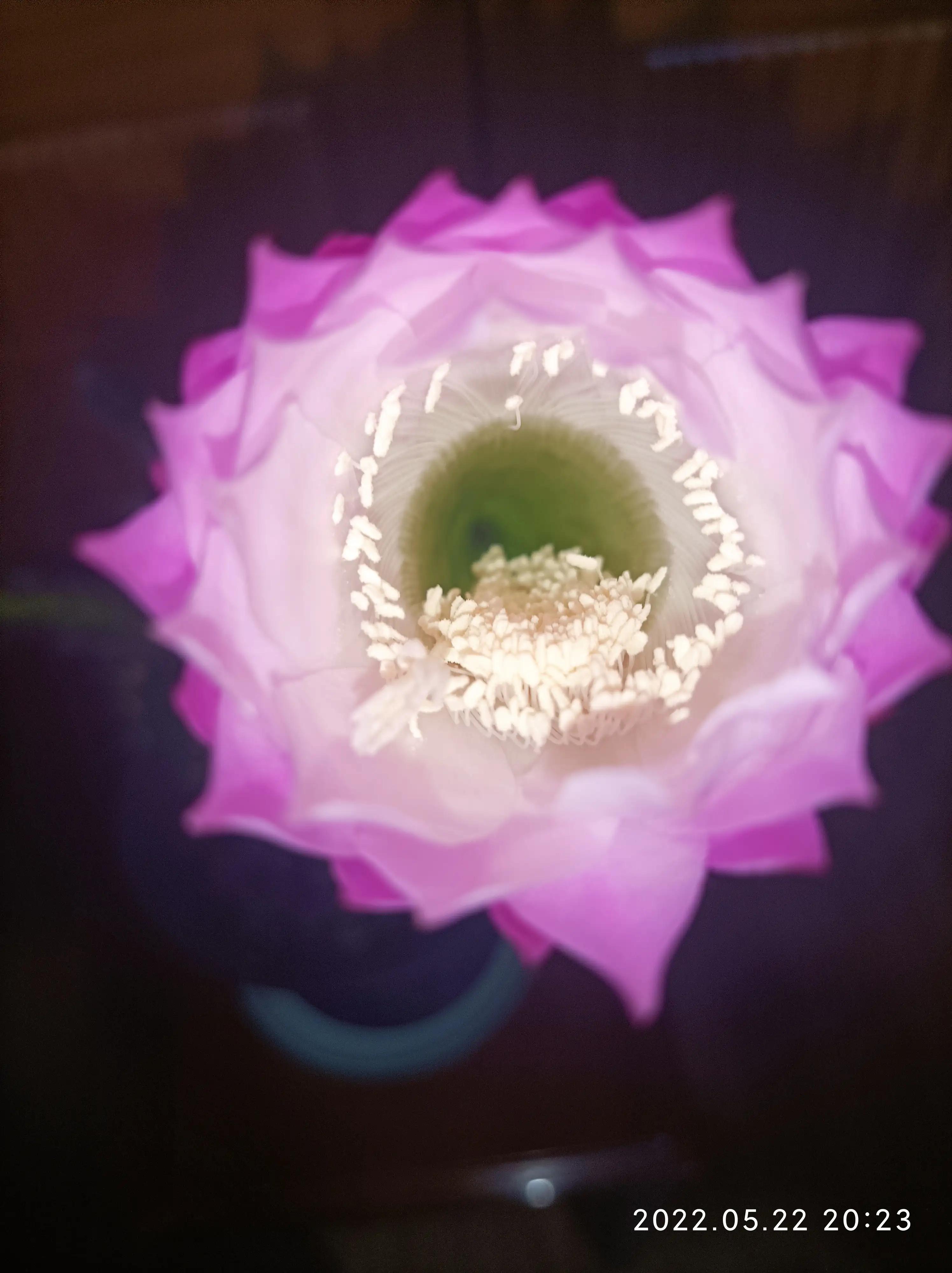 美丽的子孙球花，这次又为谁绽放